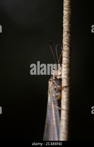 Kleine Libelle Nahaufnahme Makroaufnahme mit selektivem Fokus und isoliert auf dunklem Hintergrund. Stockfoto