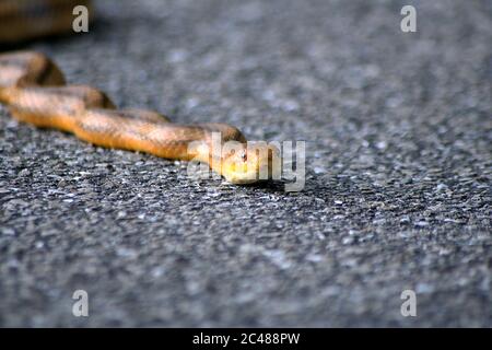 Nahaufnahme einer hellbraunen und gelben Schlange, die gleite Auf dem Boden Stockfoto