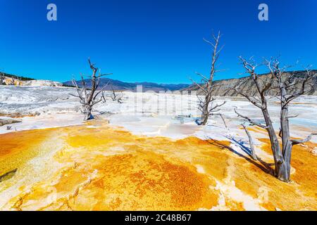 Tote Baumzweige standen wie Skulpturen auf der surrealen Landschaft der Canary Spring Thermal-Hauptterrasse in Mammoth Hot Springs im Yellowstone National Stockfoto