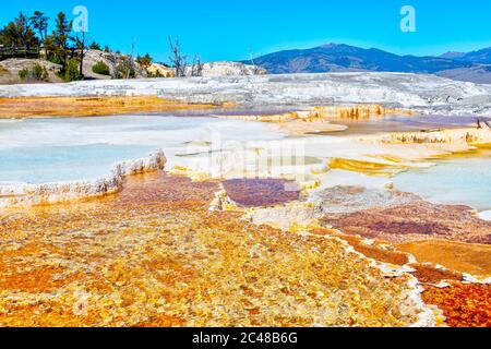 Nahaufnahme des Thermalgebiets der Canary Spring vulkanischen Quelle auf der Hauptterrasse von Mammoth Hot Springs im Yellowstone National Park, USA. Stockfoto