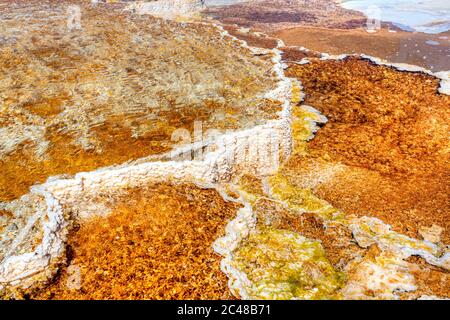 Nahaufnahme des Thermalgebiets der Canary Spring vulkanischen Quelle auf der Hauptterrasse von Mammoth Hot Springs im Yellowstone National Park, USA. Stockfoto