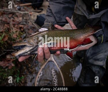 Fliegenfischen, Fang und Freigabe der großen Brook Forelle Stockfoto