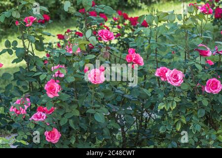 Eine remontante Rose von karminroter Farbe, Blüten sind groß, doppelt, kugelförmig oder halbkugelig. Stockfoto