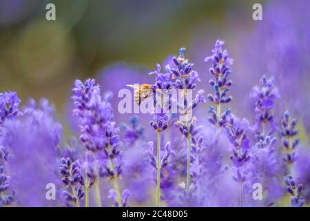 Nahaufnahme Lavendelblüte bei Sonnenuntergang. Selektiver Fokus auf Sträucher von Lavendel lila aromatischen Blüten auf Lavendelfeldern der französischen Provence in der Nähe Stockfoto