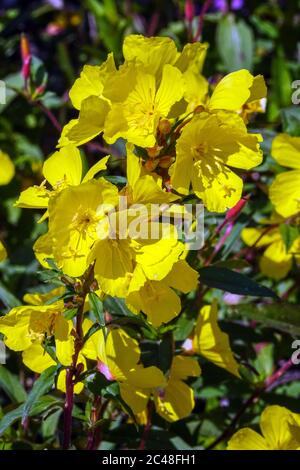 Oenothera Blume 'Erica Robin, Sonnentropfen gelbe Blüten Stockfoto