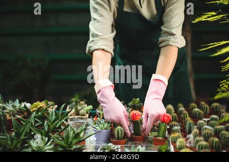 Nahaufnahme Frau Hände in rosa Handschuhe Pflege über kleine Kaktusblüten in Töpfen im Gewächshaus Stockfoto
