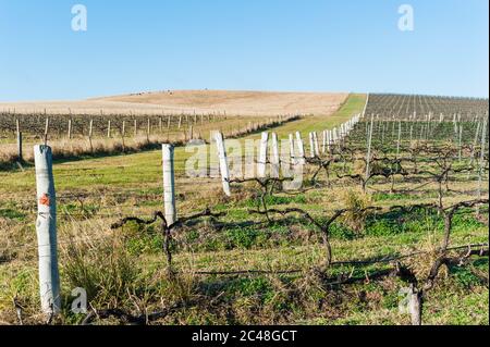 Weinreben, die auf den sanften Hügeln eines Weinbaugebiets im Hunter Valley in New South Wales, Australien, für den Winter zurückgeschnitten wurden. Stockfoto