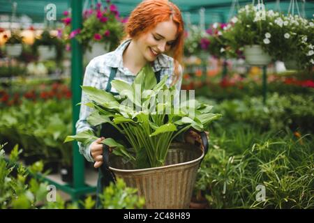 Schöne rothaarige lächelnde Floristin in Schürze arbeiten mit Blumen. Junge Dame mit großer Blume in den Händen stehend Stockfoto