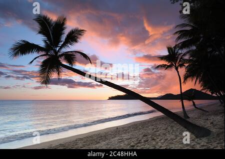 Eine Kokospalme, die schräg über dem Pazifik hängt, mit einem ikonischen tropischen Sonnenaufgang in voller Blüte am Clifton Beach in Queensland, Australien. Stockfoto