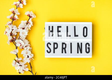 Zweige des Aprikosenbaums mit Blumen, Leuchtkasten mit Text Hallo Frühling auf gelbem Hintergrund. Das Konzept des Frühlings kam Stockfoto
