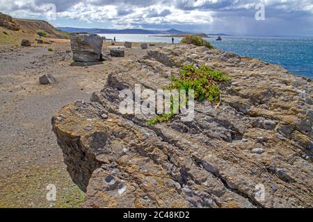 Das Fossil Cliffs auf Maria Island Stockfoto