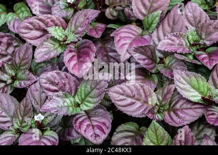 Nahaufnahme von Efeu der Roten Flamme (Hemigraphis Alternata). Ursprünglich in Indonesien. Lila und grüne Blätter mit Regentropfen; kleine weiße Blume. Stockfoto