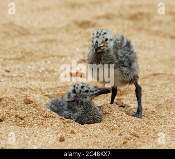 Gelbbeinige Möwenküken im Sand an einem portugiesischen Strand Stockfoto