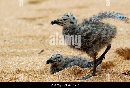 Gelbbeinige Möwenküken im Sand an einem portugiesischen Strand Stockfoto