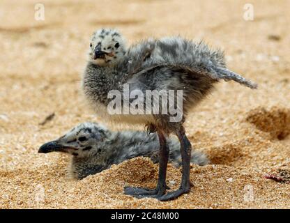 Gelbbeinige Möwenküken im Sand an einem portugiesischen Strand Stockfoto