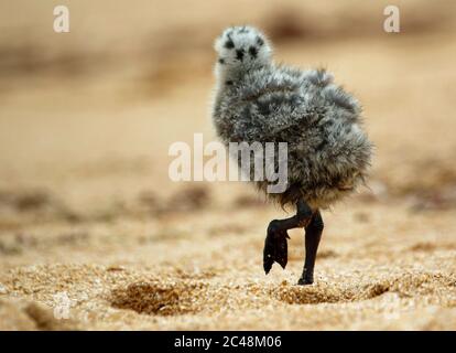 Gelbbeinige Möwenküken im Sand an einem portugiesischen Strand Stockfoto