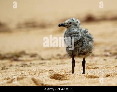 Gelbbeinige Möwenküken im Sand an einem portugiesischen Strand Stockfoto