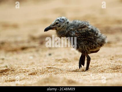 Gelbbeinige Möwenküken im Sand an einem portugiesischen Strand Stockfoto