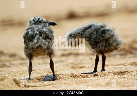 Gelbbeinige Möwenküken im Sand an einem portugiesischen Strand Stockfoto