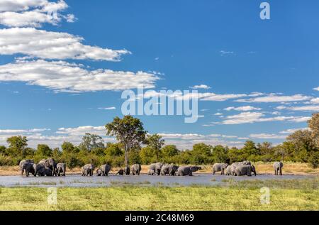 Herde von afrikanischen Elefanten auf Wasserloch in Moremi Wildreservat Botswana, malerisch der traditionellen Landschaft, Afrika Safari Tierwelt Stockfoto