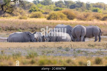 Gruppe von ruhenden weißen Nashorn in Khama Rhino Sanctuary Reservat, bedrohte Arten von Nashorn, Botswana Tierwelt, Wild Tier in der Natur habi Stockfoto