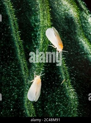 Gewächshaus weiße Fliege, Trialeurodes vaporariorum, einen Garten Schädlingsbekämpfung Stockfoto