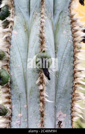 Kaktus pilosocereus pachycladus Stockfoto