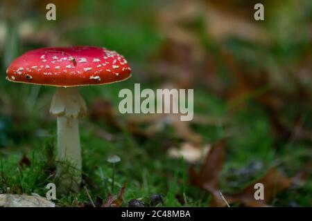 Seitenansicht einer Fliegenpilze (Amanita muscaria), die auf Waldboden wächst und einen kleineren Pilz schützt Stockfoto