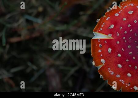 Beschnittene Ansicht der Kappe einer Fliegenpilz (Amanita muscaria) Stockfoto