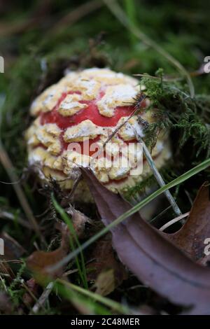 Kleine Fliege agaric (Amanita muscaria), die vom Boden auftaucht Stockfoto