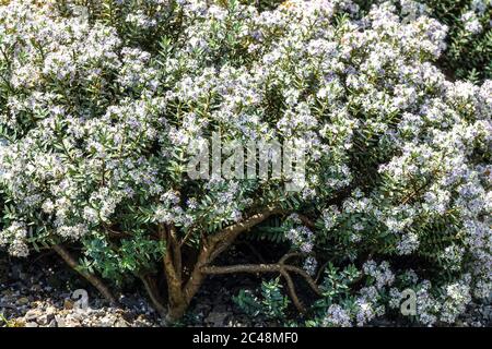 Hebe pimeleoides Stockfoto