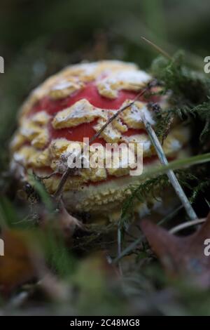 Kleine Fliege agaric (Amanita muscaria), die vom Boden auftaucht Stockfoto