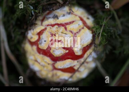 Kleine Fliege agaric (Amanita muscaria), die vom Boden auftaucht Stockfoto