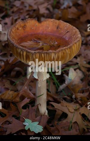 Überreife Fliege Agaric (Amanita muscaria) bilden einen natürlichen Kelch, der Wasser nach einem Regen hält Stockfoto