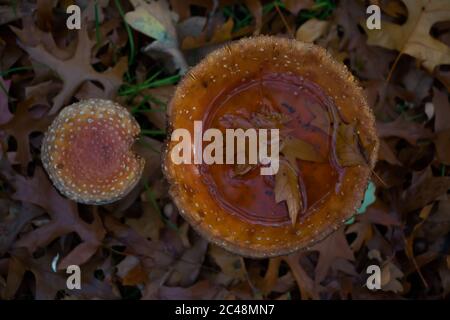 Draufsicht auf zwei Fliegenpilzen (Amanita muscaria), eine mit Wasser und ein totes Eichenblatt in der Kappe nach einem Regen Stockfoto