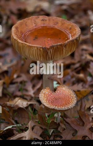 Zwei Fliegenpilze (Amanita muscaria) in toten Blättern nach einem Regen, eine hält Wasser wie ein natürlicher Kelch Stockfoto