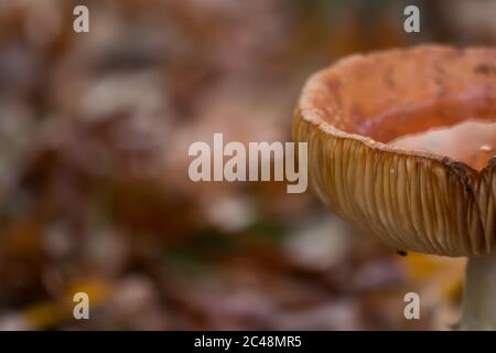 Blick auf die Kappe einer Fliege Agarie (Amanita muscaria), die nach einem Regen Wasser hält und einen natürlichen Kelch bildet Stockfoto