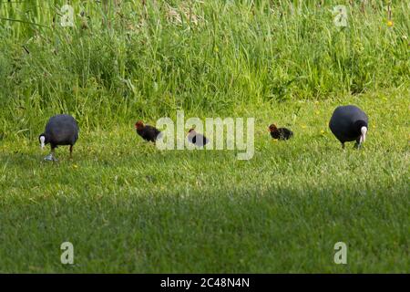 Familie der eurasischen Blässhühner (Fulica atra,: Zwei Eltern und drei Küken, die auf Rasen fressen Stockfoto