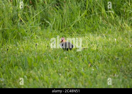 Gewöhnlicher Ruß (Fulica atra) Küken im Gras auf eigene Faust Stockfoto