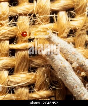Teppichmottenlarve, Tinea pellionella, Detritus, Larve Stockfoto