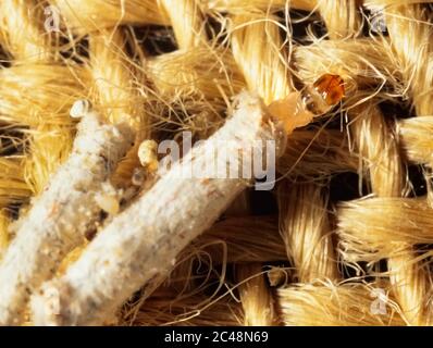 Teppichmottenlarve, Tinea pellionella, Detritus, Larve Stockfoto