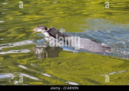 Erwachsener Eurasischer Ruß (Fulica atra), der Jugendliche im Wasser angreift Stockfoto