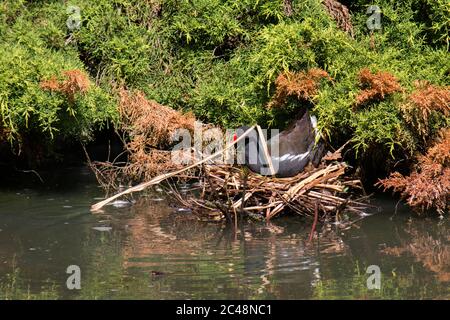 Moorhuhn (Gallinula chloropus) Gebäude Nest Stockfoto