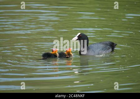 Erwachsene eurasische Rute (Fulica atra) füttern Jungen im Wasser Stockfoto