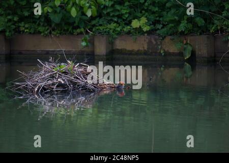 Eurasischer Ruß (Fulica atra) Küken warten auf seine Eltern, um zum Nest zurückzukehren Stockfoto