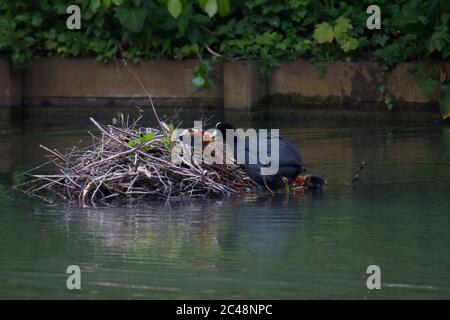 Ausgewachsener Eurasischer Ruß (Fulica atra), der Jungen im Nest füttert Stockfoto