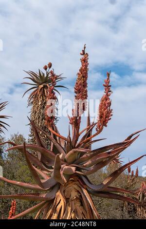 Kap Aloe, Bitter Aloe, Rote Aloe, Tap Aloe (Aloe ferox), Bontebok Nationalpark, Swellendam, Western Cape, Südafrika, - Stockfoto