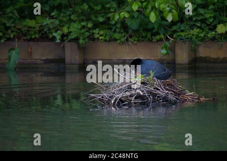 Ausgewachsener Eurasischer Ruß (Fulica atra), der Junge im Nest füttert Stockfoto