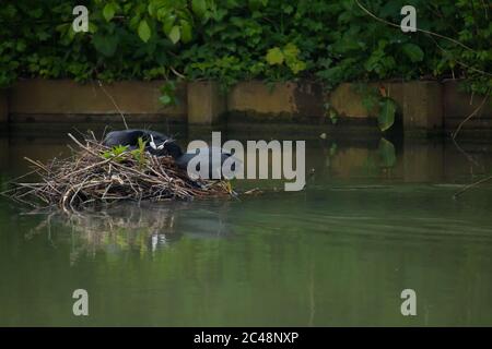 Erwachsener Eurasischer Ruß (Fulica atra), der Nahrung zum Partner bringt, der brütet Stockfoto