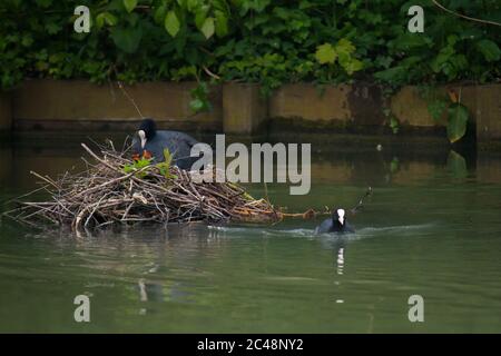 Ausgewachsener Eurasischer Ruß (Fulica atra) füttert Jungtiere im Nest, während der Partner zum Futter wegschwimmt Stockfoto